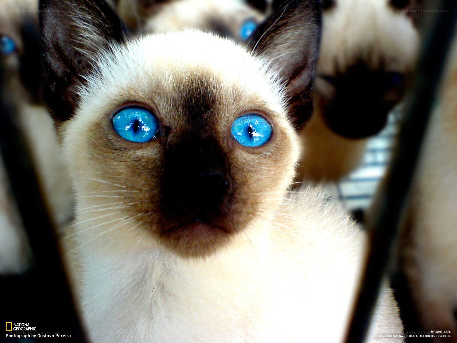 blue-eyed siamese cat