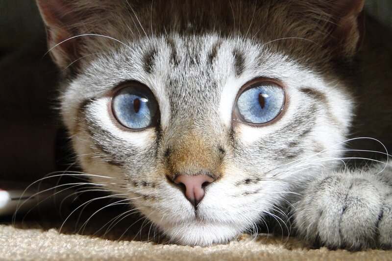 blue-eyed tabby cat close-up
