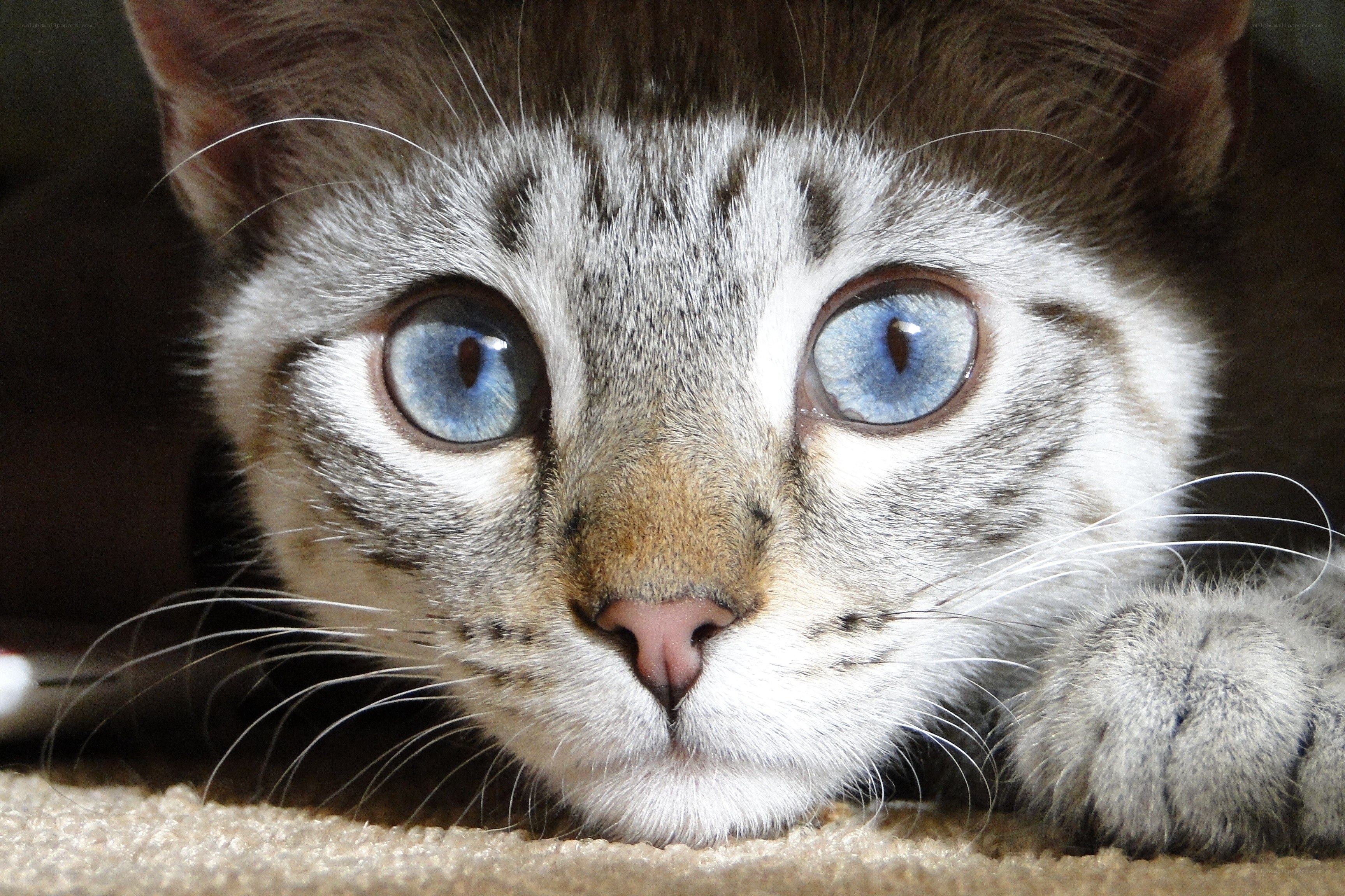 blue-eyed tabby cat close-up