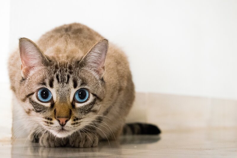 blue-eyed tabby cat crouching