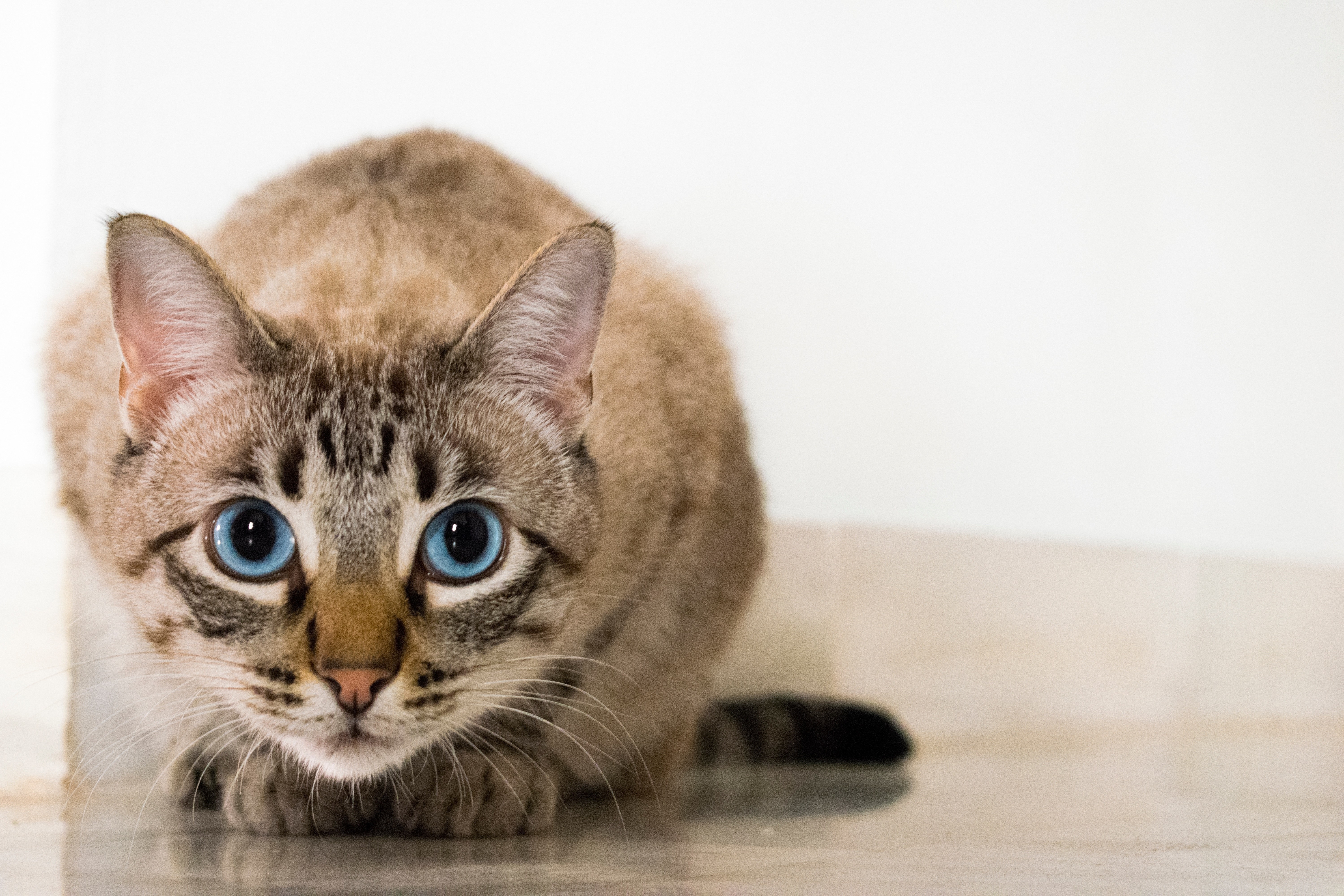 blue-eyed tabby cat crouching