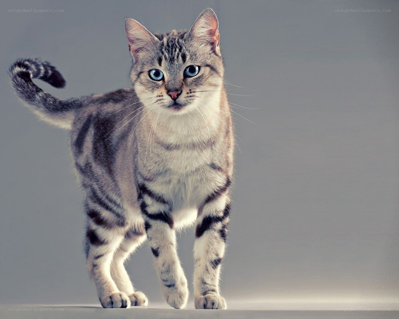 blue-eyed tabby cat