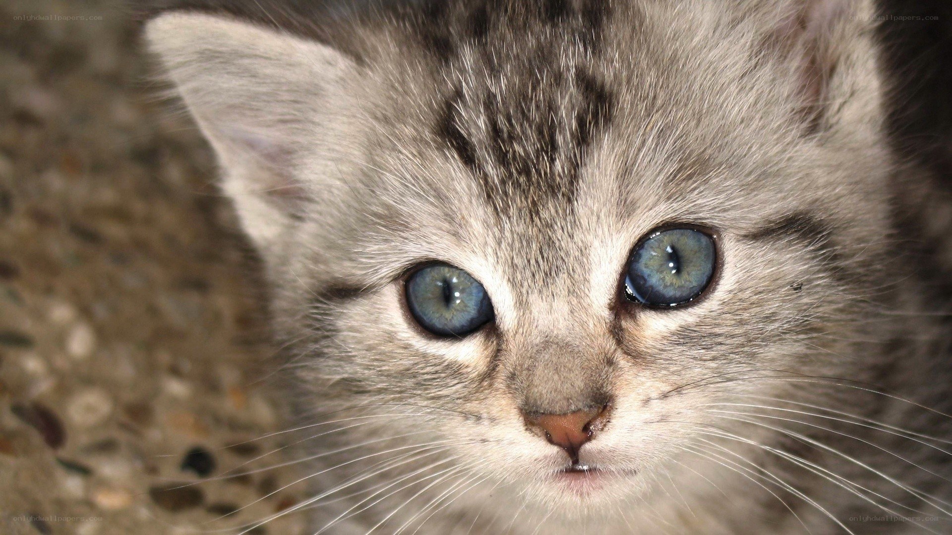 blue-eyed tabby kitten