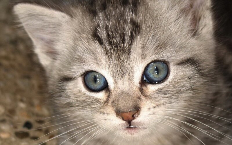 blue-eyed tabby kitten