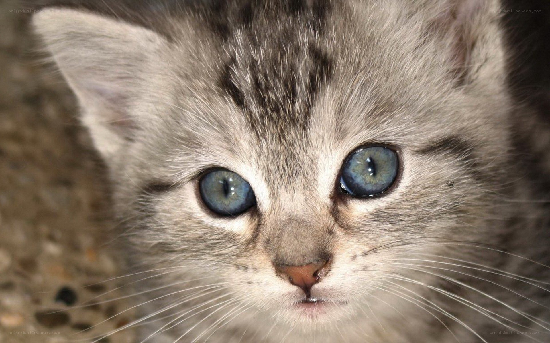 blue-eyed tabby kitten