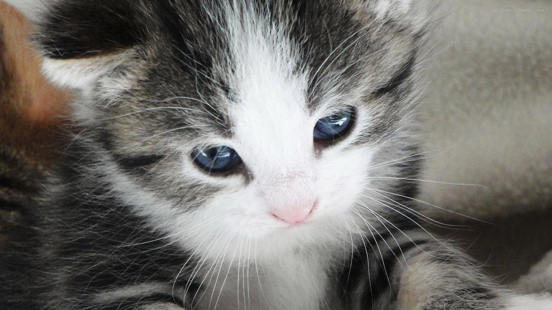 blue-eyed tabby kitten