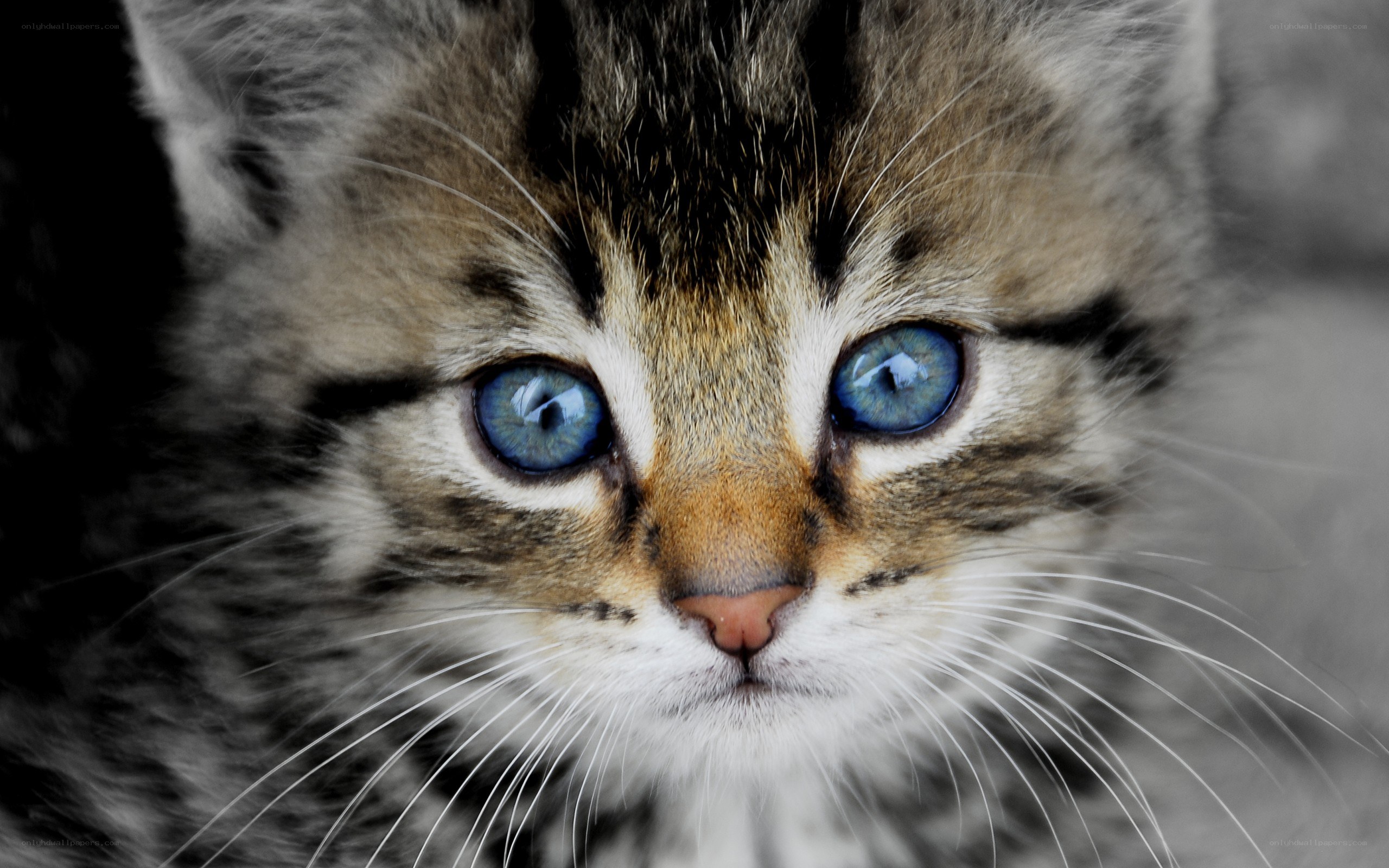 blue-eyed tabby kitten