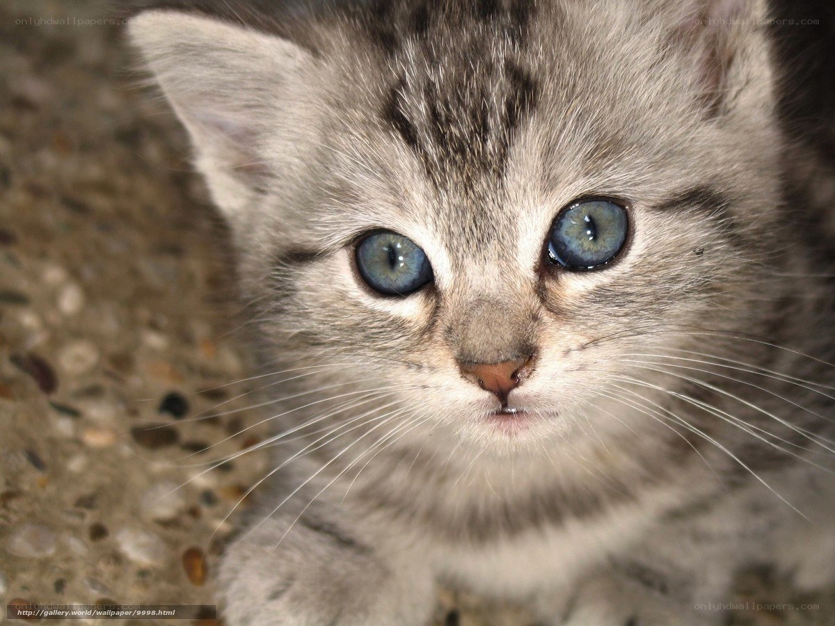 blue-eyed tabby kitten