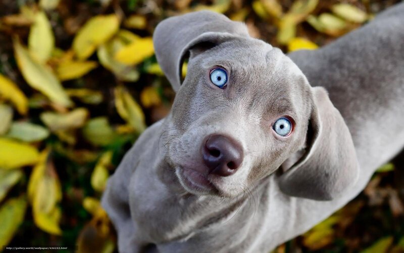 Blue-eyed Weimaraner Puppy — Gray