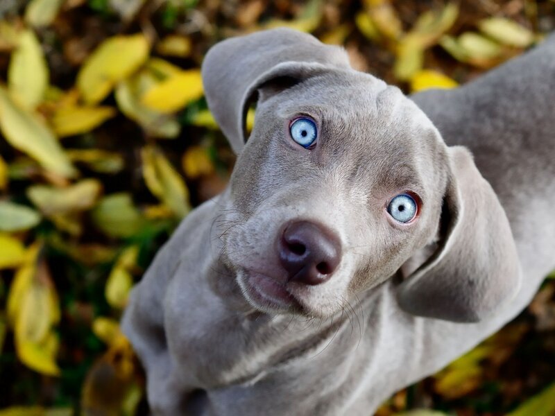 Blue-eyed Weimaraner Puppy