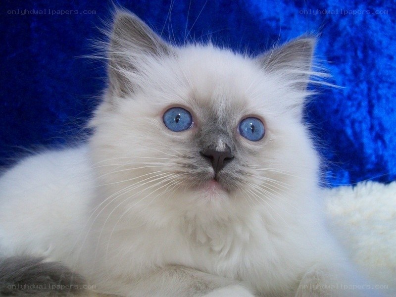 blue-eyed white kitten