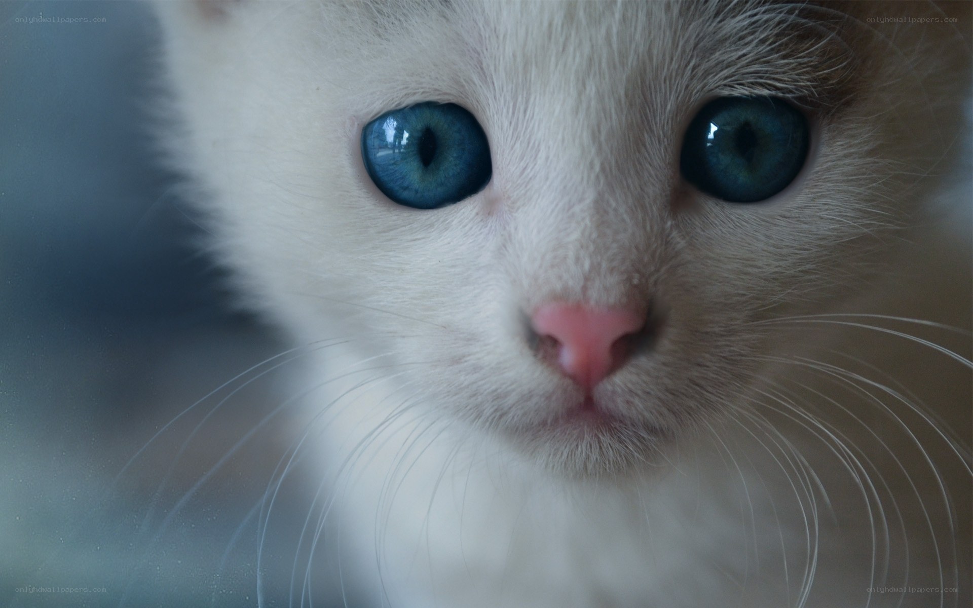 blue-eyed white kitten