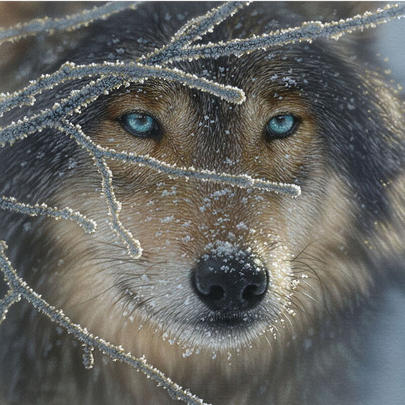 Blue-eyed wolf in frost