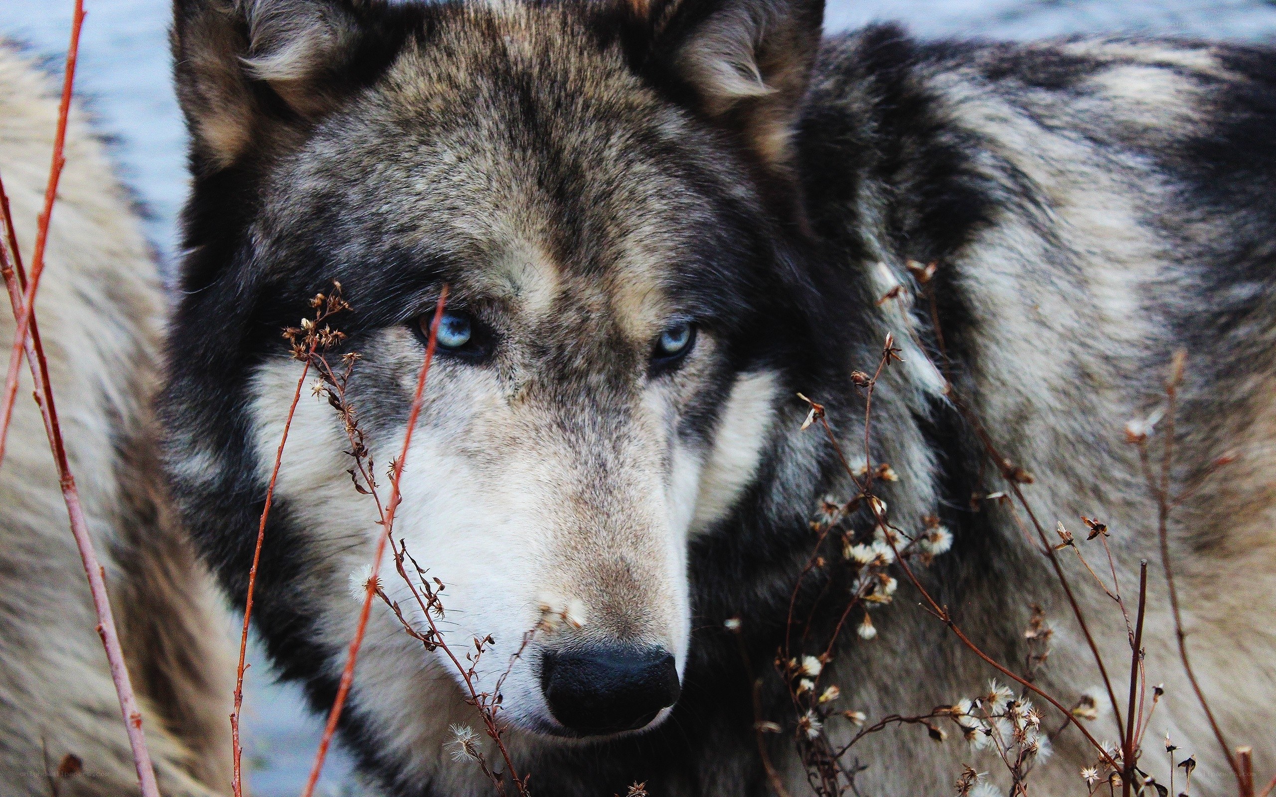 blue-eyed wolf in wild