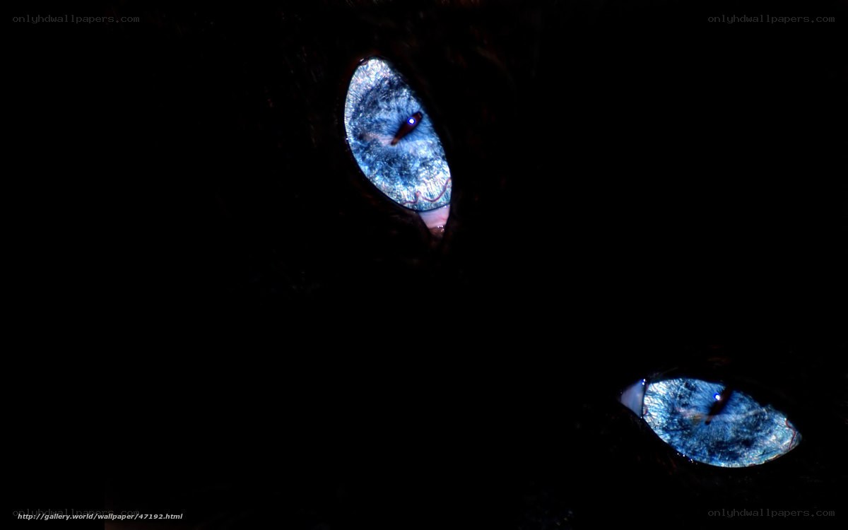 blue eyes in the dark