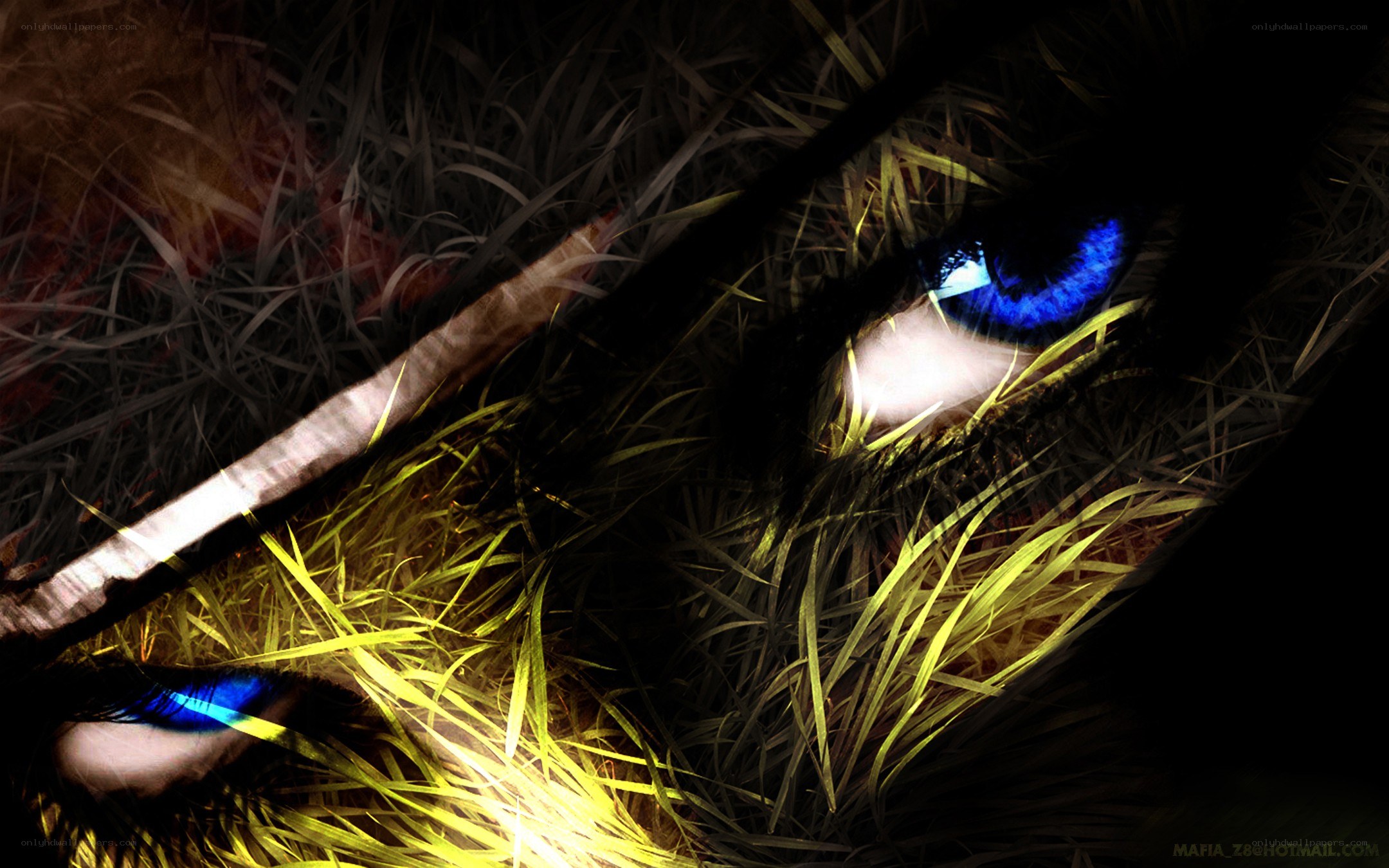 blue eyes in the grass