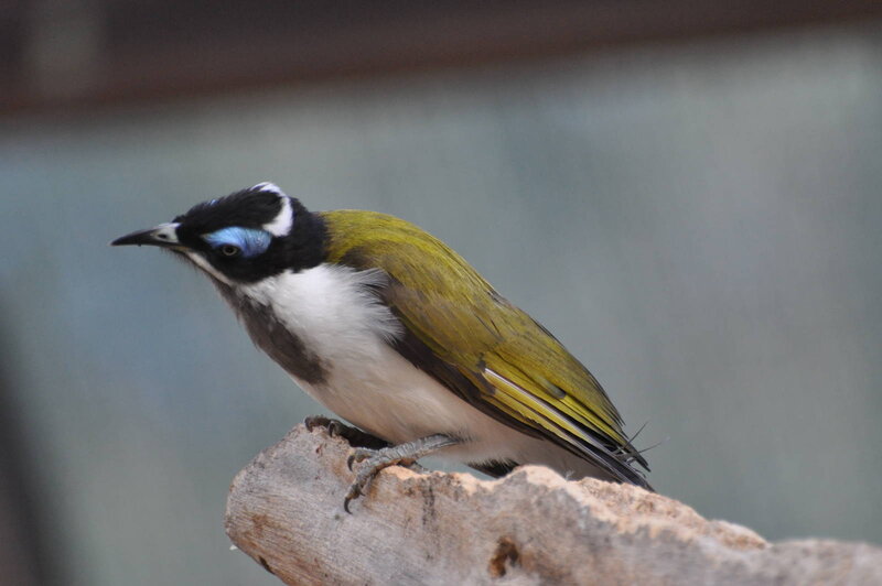 Blue-faced Honeyeater — Green, Calm
