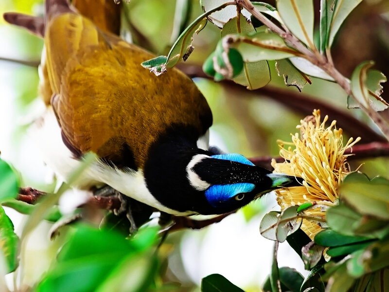 Blue-faced Honeyeater — Green