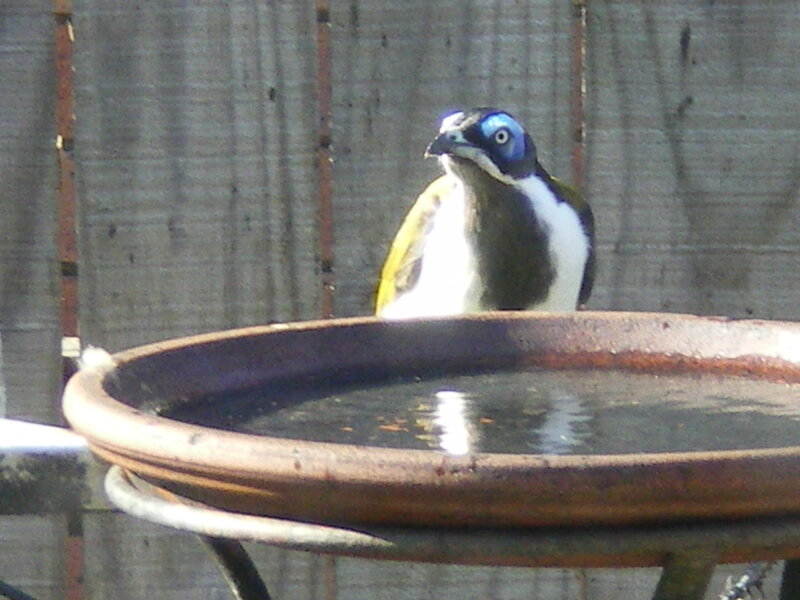 Blue-faced Honeyeater
