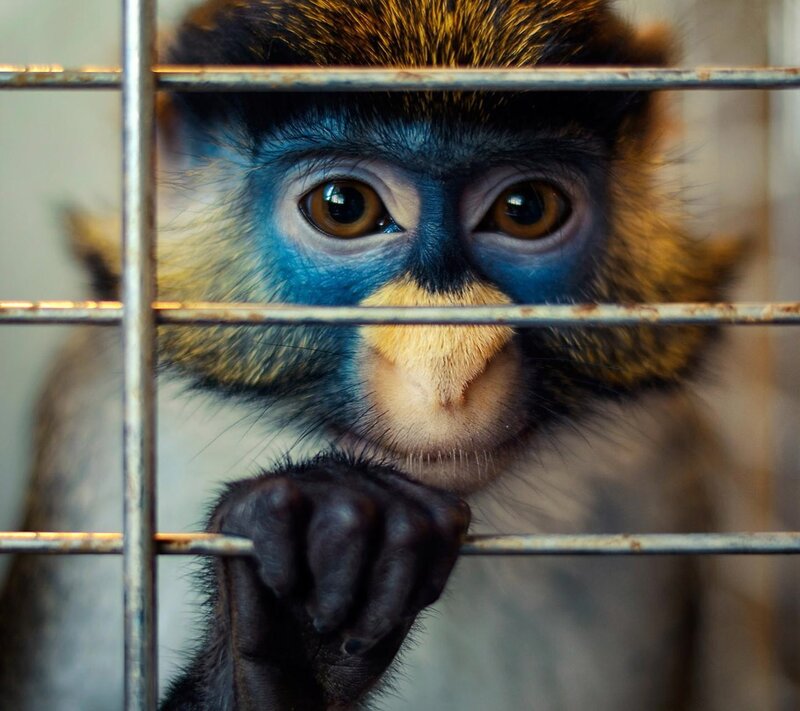 Blue-faced Monkey — Blue