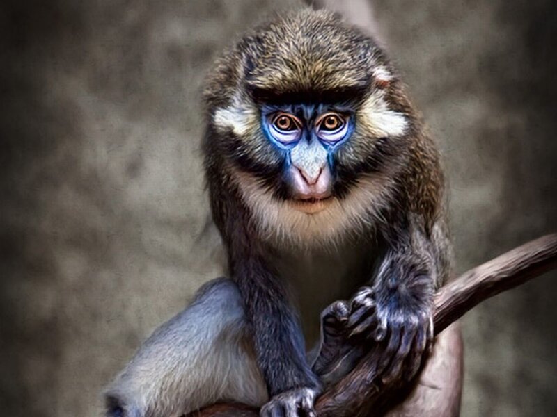 Blue-faced Monkey — Brown