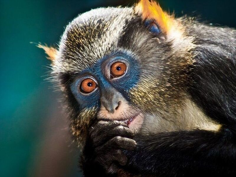Blue-faced Monkey