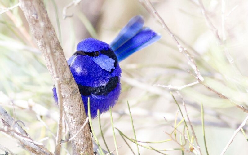 Blue Fairy Wren