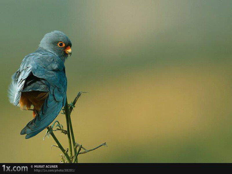 Blue Falcon Perched — Calm