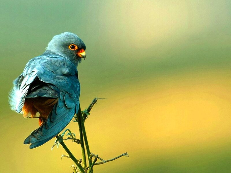 Blue Falcon Perched