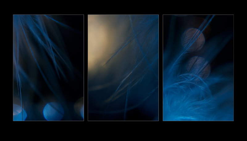 Blue feather abstract triptych