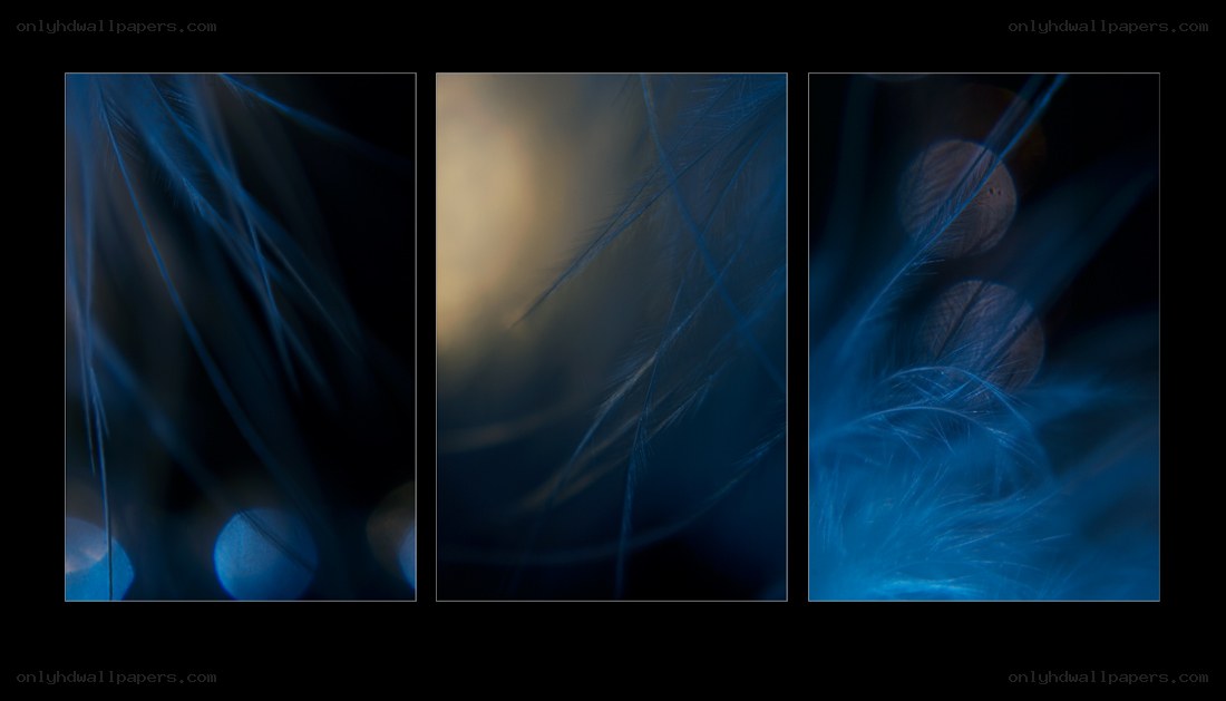 Blue feather abstract triptych