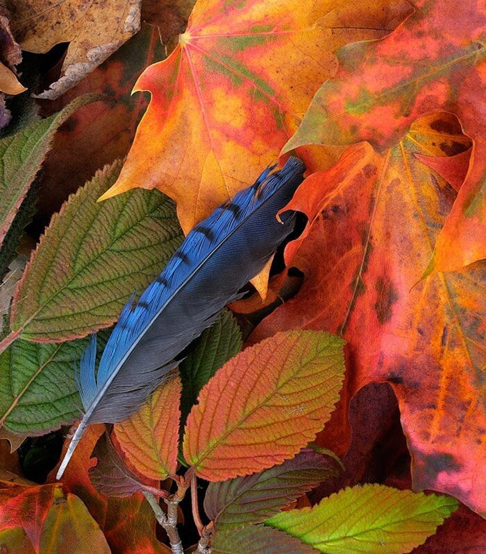 Blue feather among autumn leaves