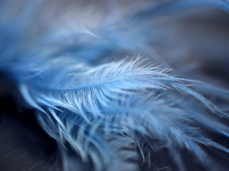 blue feather close-up