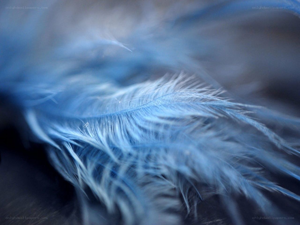 blue feather close-up