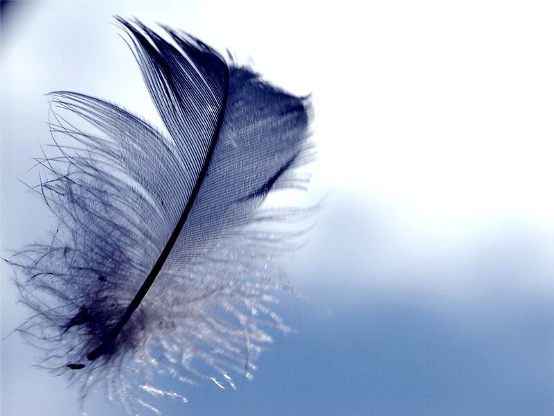 Blue Feather Floating