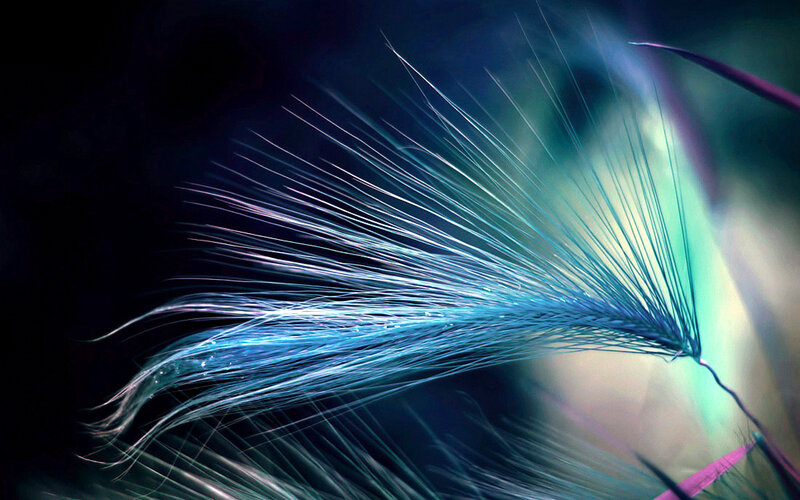 Blue Feather in Motion