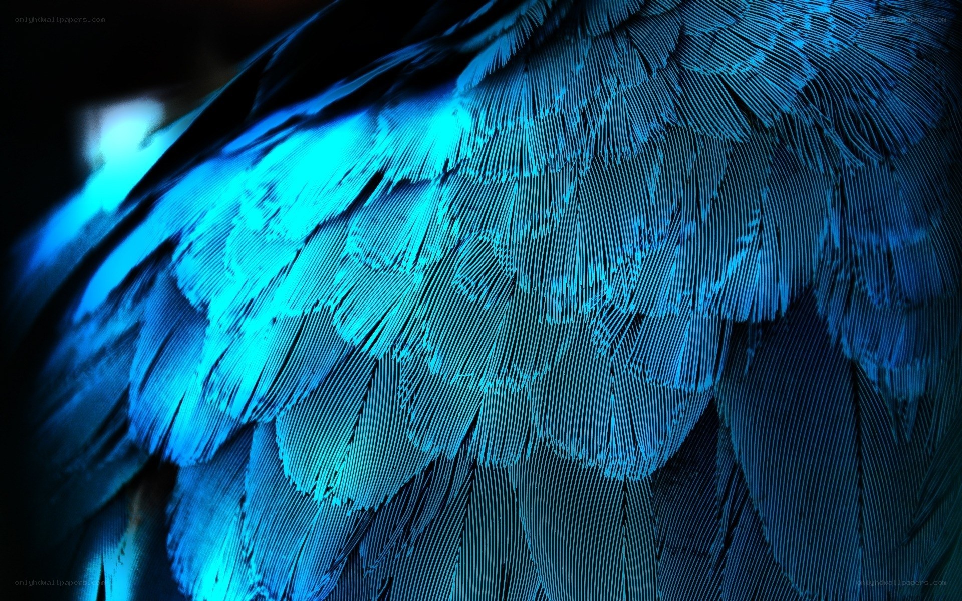 blue feather texture