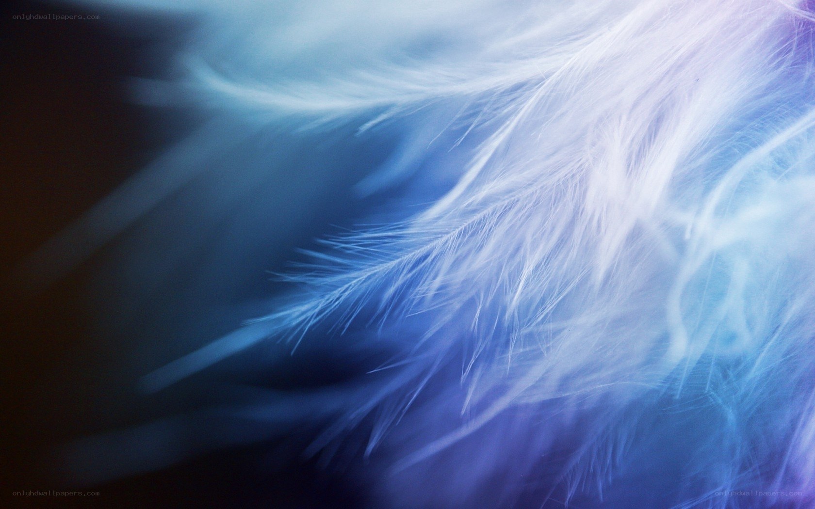blue feather texture