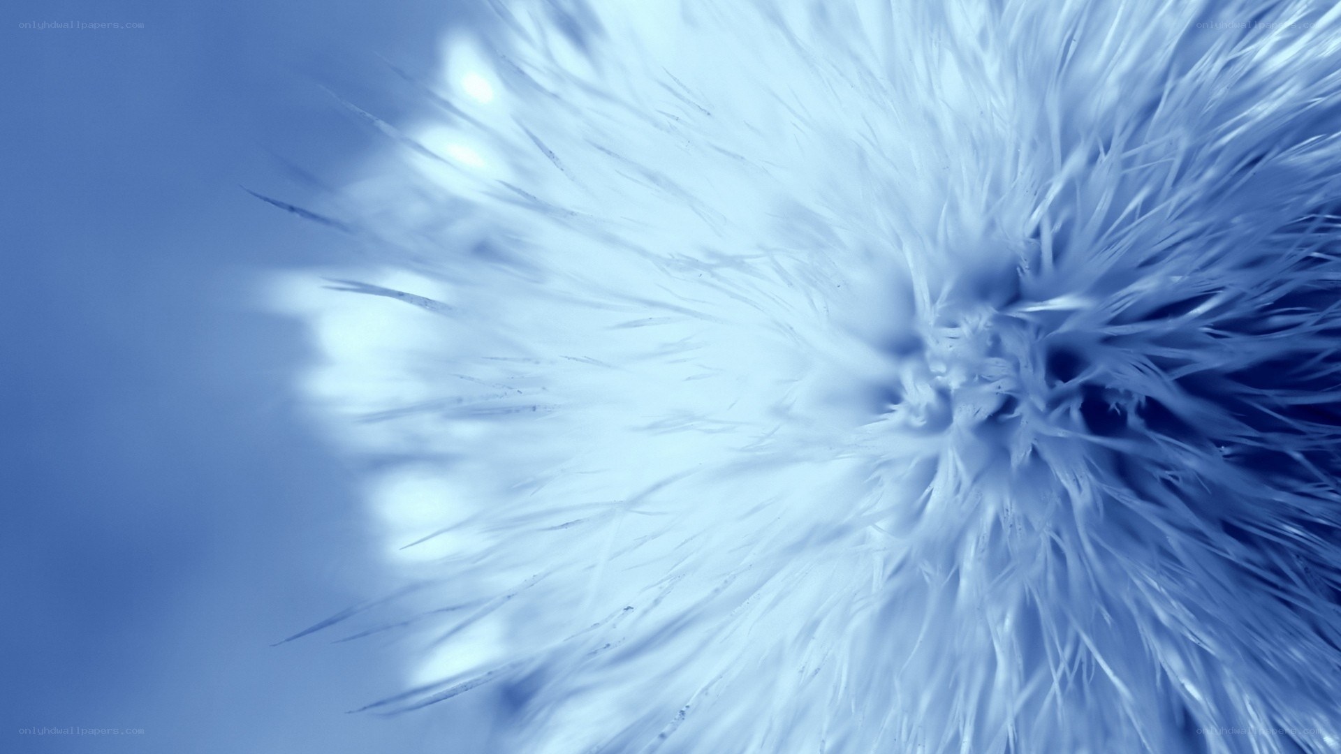 blue feather texture