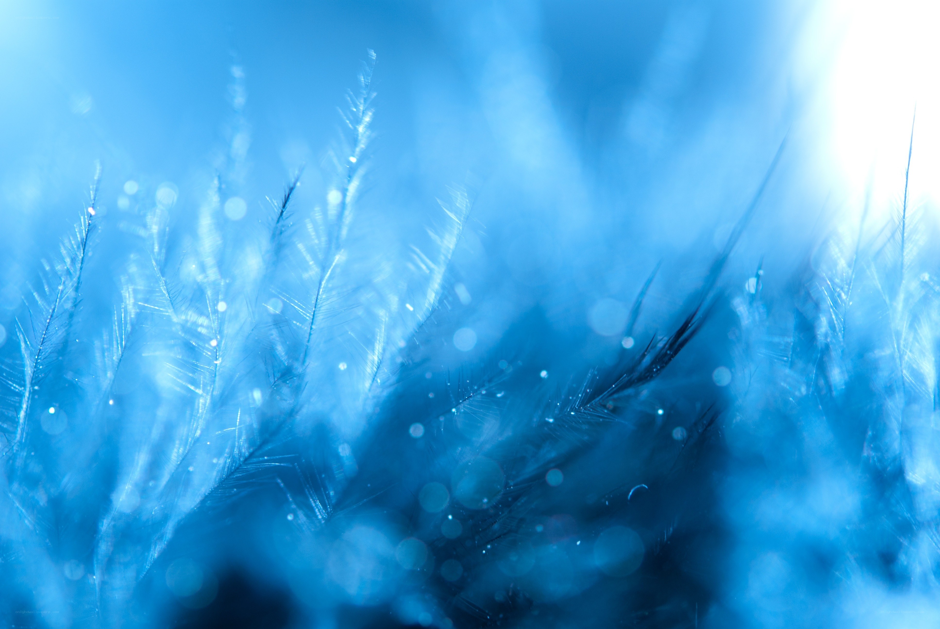 Blue feather texture