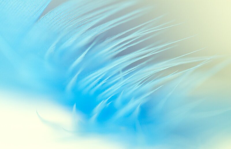 Blue Feather Texture — Serene