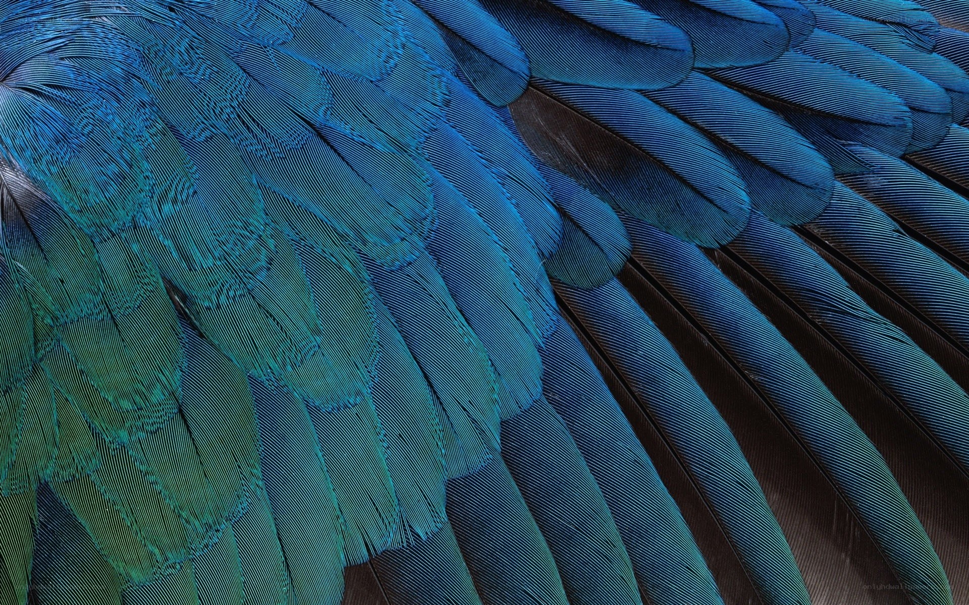 blue feather texture