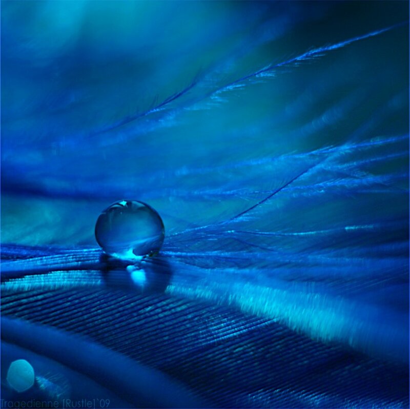 Blue Feather with Water Droplet
