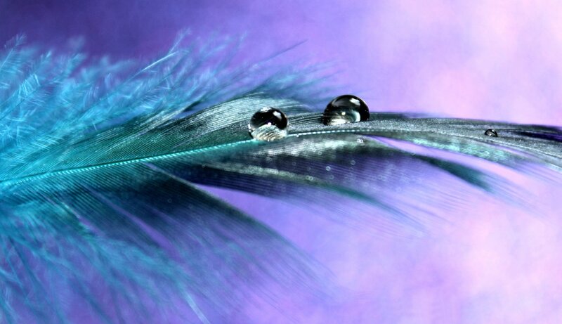 Blue Feather with Water Droplets — Purple