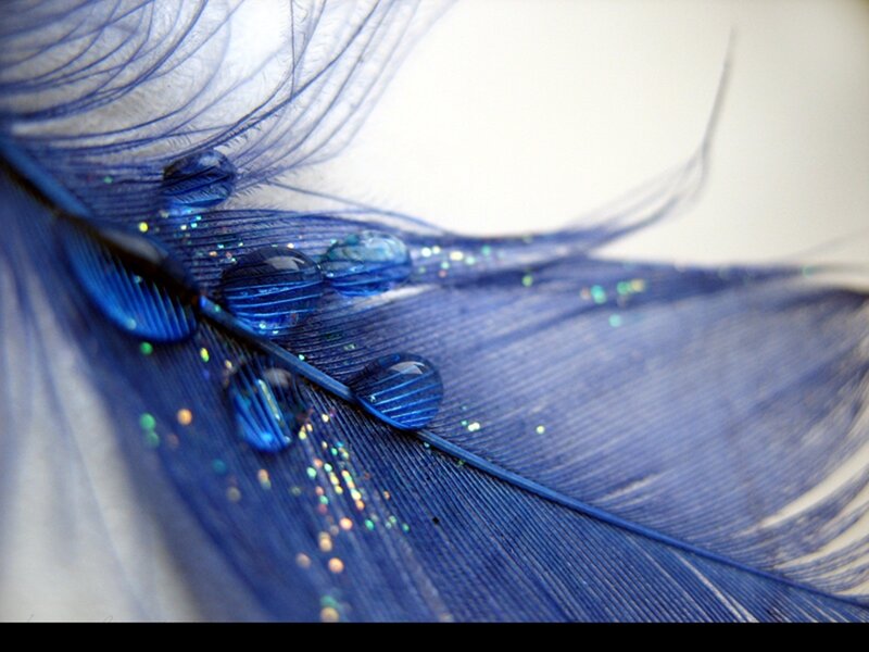 Blue Feather with Water Droplets — Serene, Photograph