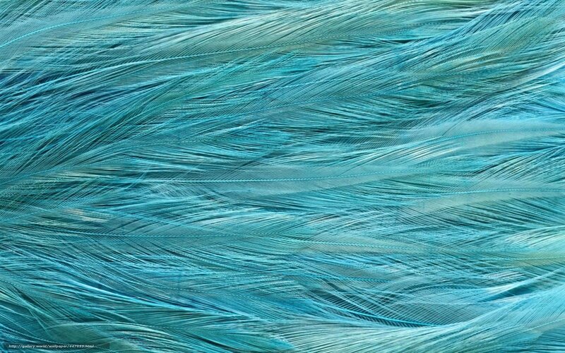 Blue Feathers Texture — Calm