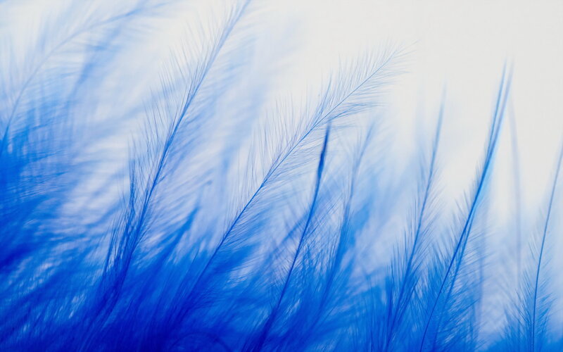 Blue Feathers