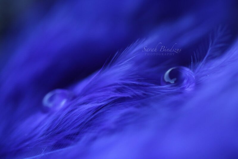 Blue Feathers with Water Droplets