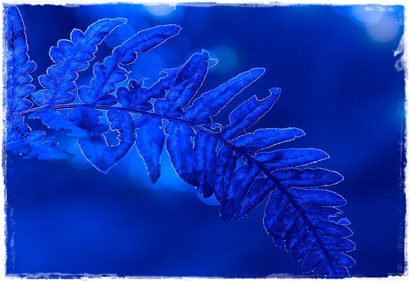 Blue Fern Frond