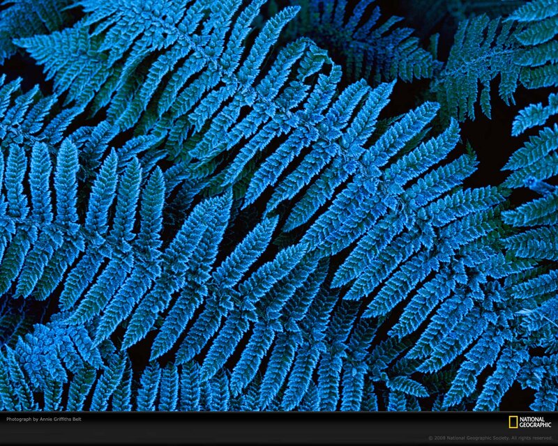 Blue Fern Fronds